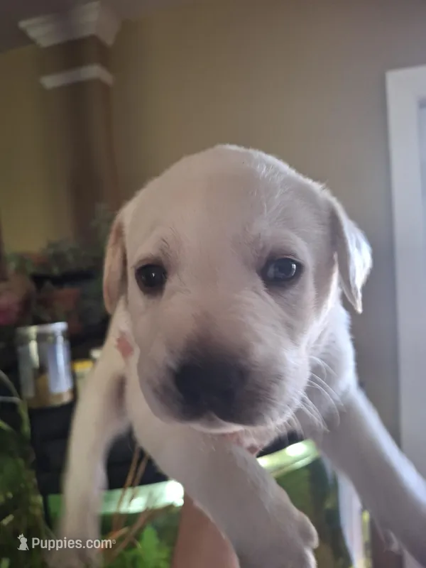 Alpine – Labrador Retriever puppy for sale in Factoryville, PA