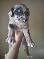 Roger, a male Miniature Australian Shepherd for sale in Factoryville, PA – 1 of 1