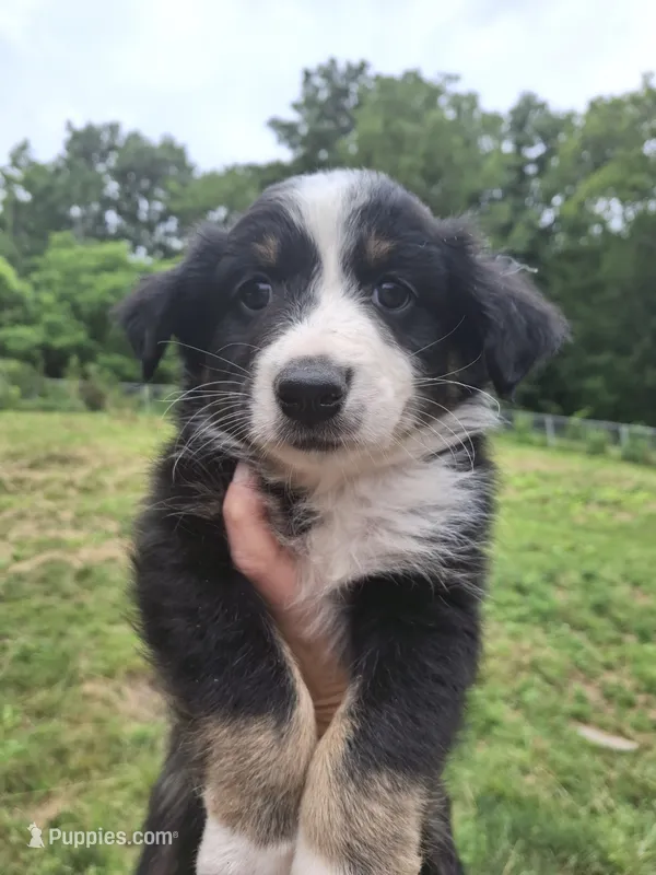 Rocco – Miniature Australian Shepherd puppy for sale in Factoryville, PA