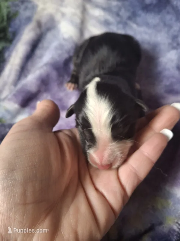 Rocco – Miniature Australian Shepherd puppy for sale in Factoryville, PA
