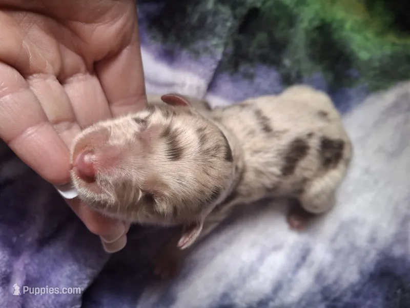 Bella – Miniature Australian Shepherd puppy for sale in Factoryville, PA