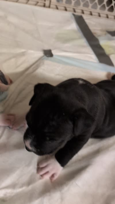 Shadow , a male American Staffordshire Terrier for sale in Antioch, CA – 2 of 2