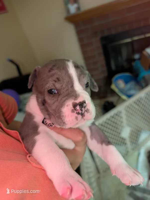 Skye – American Staffordshire Terrier puppy for sale in Antioch, CA