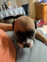 Bambi, a female American Staffordshire Terrier for sale in Antioch, CA – 1 of 2