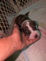 Rocco, a male American Staffordshire Terrier for sale in Antioch, CA – 2 of 3
