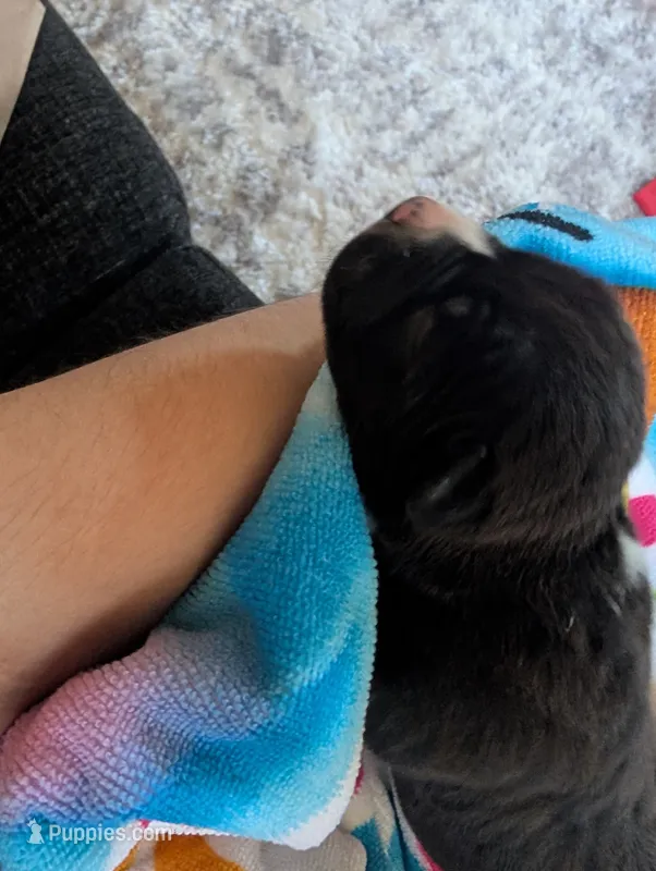 Shadow  – American Staffordshire Terrier puppy for sale in Antioch, CA