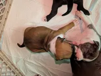 Bambi, a female American Staffordshire Terrier for sale in Antioch, CA – 2 of 2