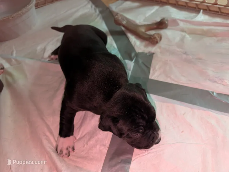 Midnight – American Staffordshire Terrier puppy for sale in Antioch, CA