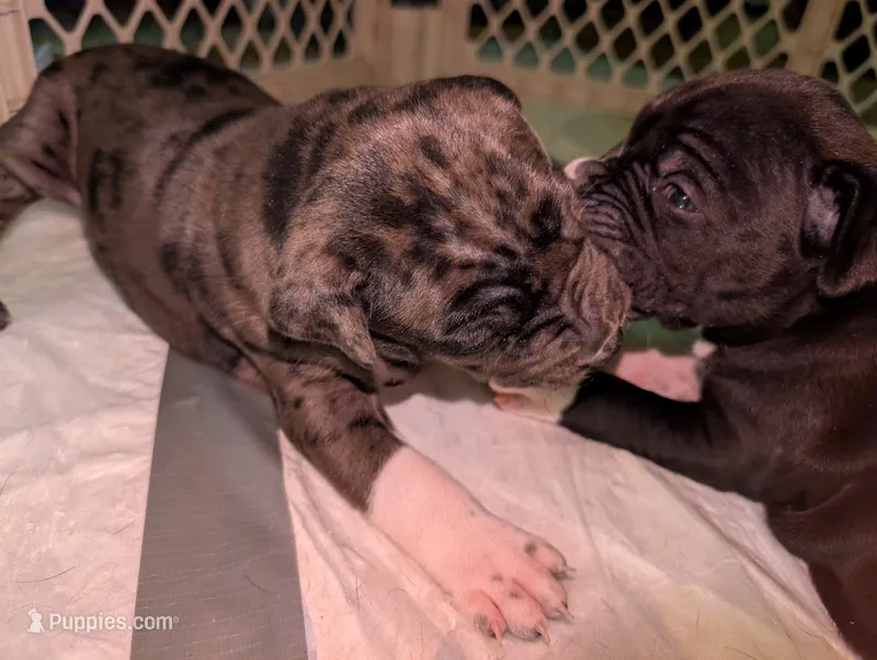Bandit – American Staffordshire Terrier puppy for sale in Antioch, CA