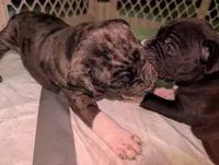 Bandit, a male American Staffordshire Terrier for sale in Antioch, CA – 1 of 2