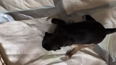 Midnight, a male American Staffordshire Terrier for sale in Antioch, CA – 2 of 2