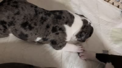 Rocco, a male American Staffordshire Terrier for sale in Antioch, CA – 3 of 3