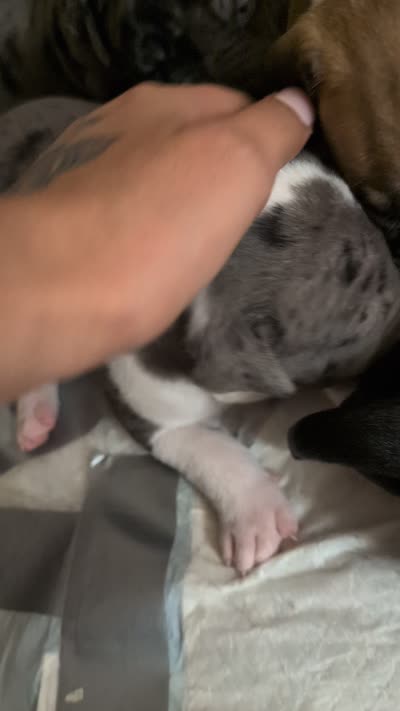 Skye, a female American Staffordshire Terrier for sale in Antioch, CA – 2 of 3