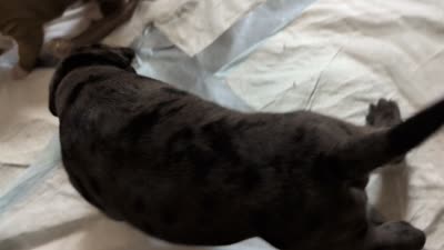 Bandit, a male American Staffordshire Terrier for sale in Antioch, CA – 2 of 2