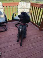 Rain, a female Poodle - Standard  for sale in Menomonie, WI – 7 of 7