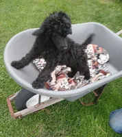 Rain, a female Poodle - Standard  for sale in Menomonie, WI – 1 of 7