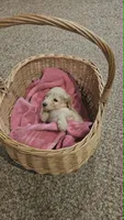 Lilly, a female Poodle - Standard  for sale in Menomonie, WI – 3 of 3