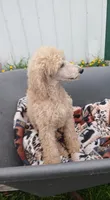 Daisy, a female Poodle - Standard  for sale in Menomonie, WI – 2 of 7