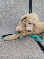 Cash, a male Poodle - Standard  for sale in Menomonie, WI – 5 of 9