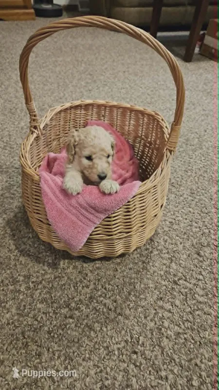 Lilly – Poodle - Standard  puppy for sale in Menomonie, WI
