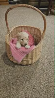 Lilly, a female Poodle - Standard  for sale in Menomonie, WI – 1 of 3