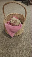 Lilly, a female Poodle - Standard  for sale in Menomonie, WI – 2 of 3