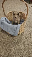 Cash, a male Poodle - Standard  for sale in Menomonie, WI – 3 of 3