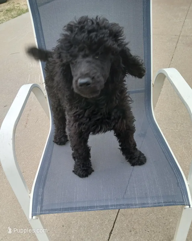 Rain – Poodle - Standard  puppy for sale in Menomonie, WI
