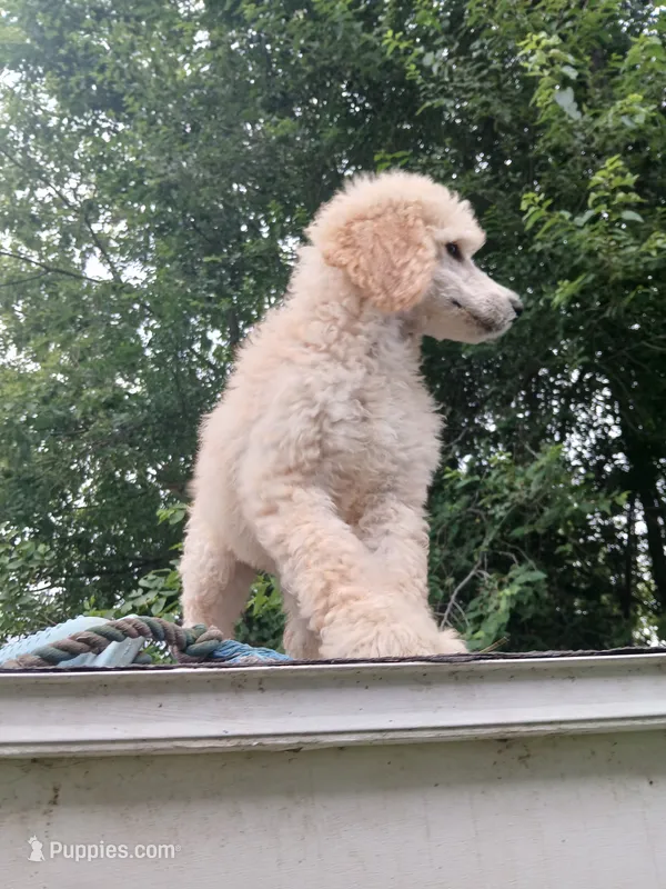 Lilly – Poodle - Standard  puppy for sale in Menomonie, WI