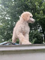 Lilly, a female Poodle - Standard  for sale in Menomonie, WI – 1 of 5