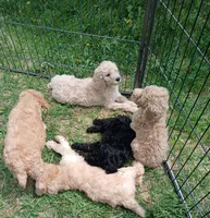Lilly, a female Poodle - Standard  for sale in Menomonie, WI – 3 of 5