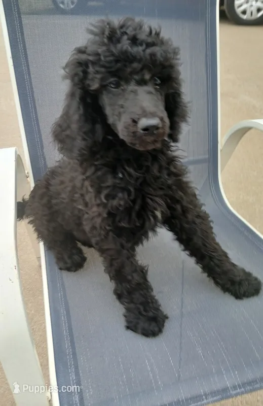 Rainy – Poodle - Standard  puppy for sale in Menomonie, WI