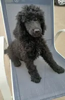Rain, a female Poodle - Standard  for sale in Menomonie, WI – 4 of 7