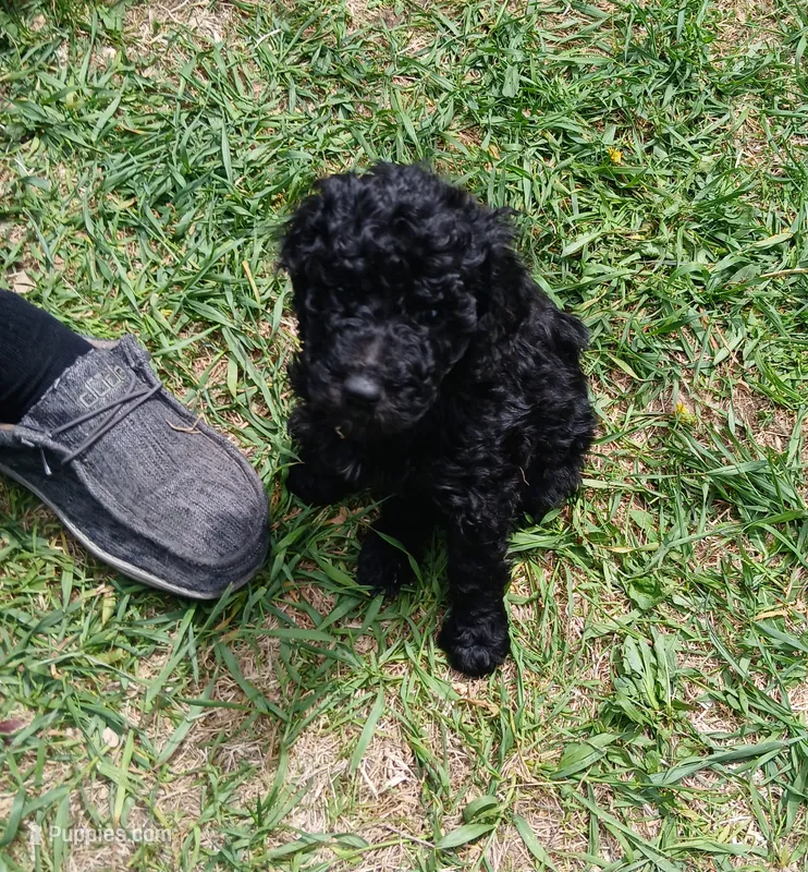 Rain – Poodle - Standard  puppy for sale in Menomonie, WI