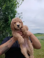 April, a female Poodle - Standard  for sale in Menomonie, WI – 2 of 4