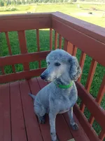 Cash, a male Poodle - Standard  for sale in Menomonie, WI – 9 of 9