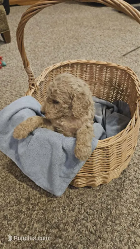 Poppy – Poodle - Standard  puppy for sale in Menomonie, WI
