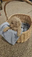 Poppy, a male Poodle - Standard  for sale in Menomonie, WI – 1 of 2