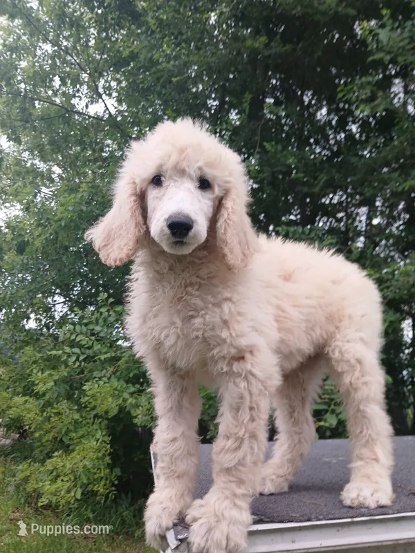 Poppy – Poodle - Standard  puppy for sale in Menomonie, WI