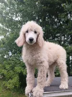 Poppy, a male Poodle - Standard  for sale in Menomonie, WI – 1 of 6