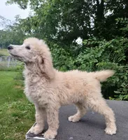Poppy, a male Poodle - Standard  for sale in Menomonie, WI – 2 of 6