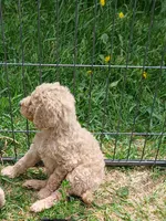 Daisy, a female Poodle - Standard  for sale in Menomonie, WI – 4 of 7