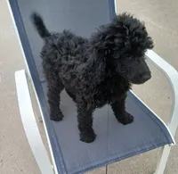 Rain, a female Poodle - Standard  for sale in Menomonie, WI – 3 of 7