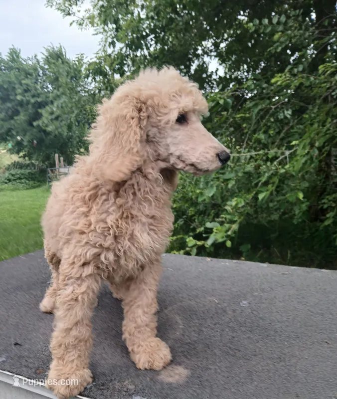 Cash – Poodle - Standard  puppy for sale in Menomonie, WI