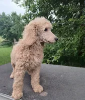 Daisy, a female Poodle - Standard  for sale in Menomonie, WI – 5 of 7