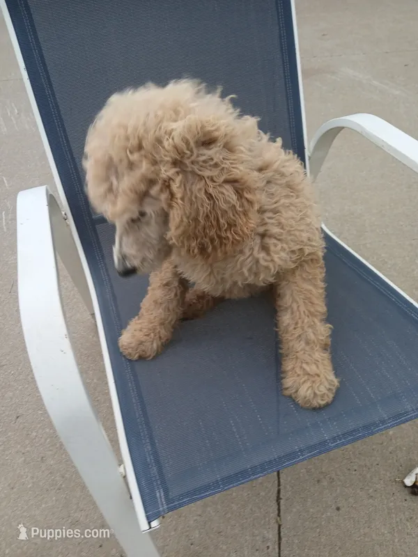 Daisy – Poodle - Standard  puppy for sale in Menomonie, WI
