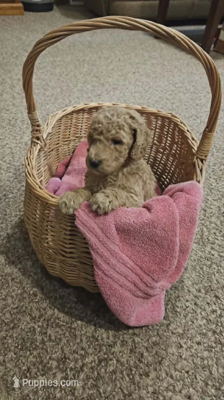 April, a female Poodle - Standard  for sale in Menomonie, WI – 1 of 3