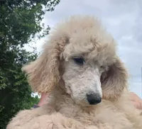 Poppy, a male Poodle - Standard  for sale in Menomonie, WI – 5 of 6