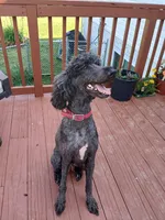 Daisy, a female Poodle - Standard  for sale in Menomonie, WI – 6 of 7