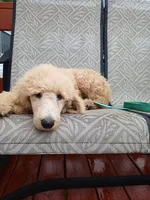 Cash, a male Poodle - Standard  for sale in Menomonie, WI – 2 of 9